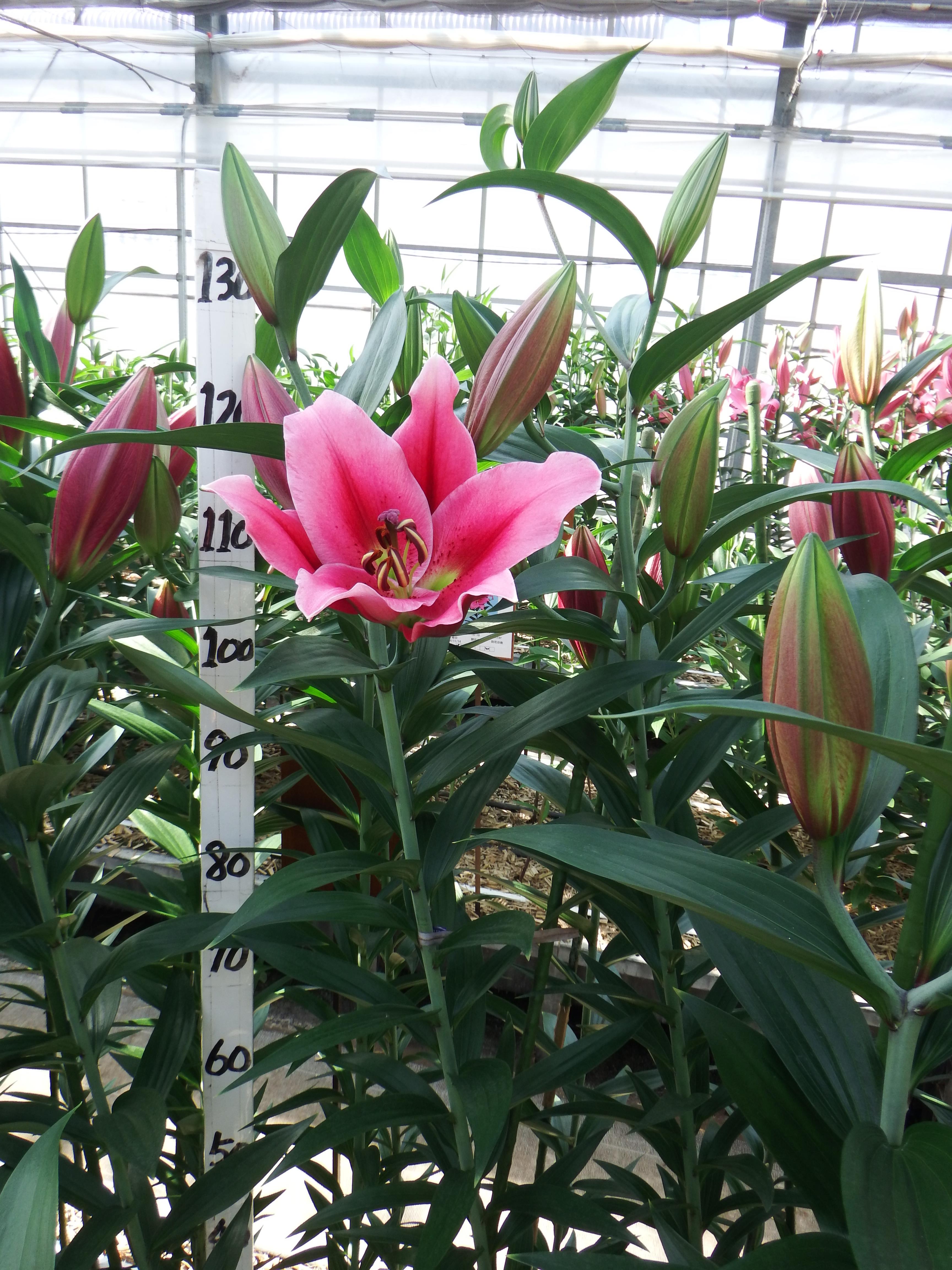 ストロングラブ